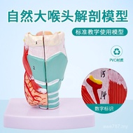 Model GI0R Model Anatomy Anatomy Anatomy Anatomy Throat Natural Adult Body Throat Anatomy Throat Mod