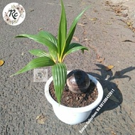 Tanaman Hias Unik Tunas Kelapa Bonsai Coconut Unique Plus Pot Putih