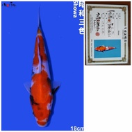 Ikan Koi Import Murah Koi Showa 18cm Certy ISA KOI FARM Jepang Showa
