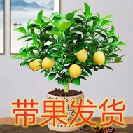 (热销中)带果发货柠檬树苗柠檬树盆栽香水柠檬室内外浓香型四季结果(现货) S23X