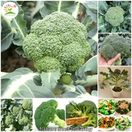 Broccoli Seeds Green Cauliflower Organic Vegetable Seeds Nutritious and Delicious  (200 pcs Seeds fo