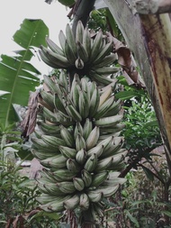 GARANSI !!! Bibit Pisang Varigata  Pisang Varigata Florida Pisang Varigata