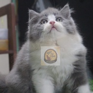 Kucing Persia Himalayan Ragdol Super Sepasang High Quality