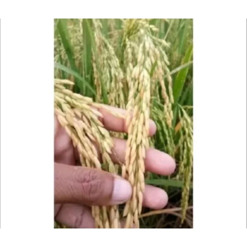 BENIH PADI G100 GALUR GANDARIA NUSANTARA  KUALITAS UNGGUL ORIGINAL KEMASAN 5KG
