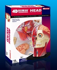 4D MASTER HUMAN模型/頭頸