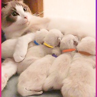 Newborn Pet Identification Collar Cat Mark with Milk Kitten Collar