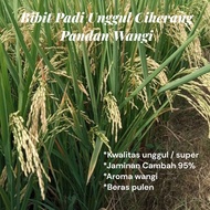 PRODUK TERBARU!! BENIH BIBIT PADI CIHERANG PANDAN WANGI UNGGUL