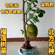 Ready stock Pokok buah durian Thailand yang disemai benih di kebun pasu ditanam Musang King Golden Pillow yang ditanam d