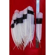 HITAM PUTIH Dance Feather/Black White dayak Feather