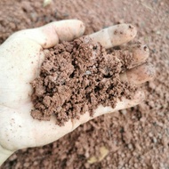 Tanah merah untuk tanaman | media tanam | top soil tanah merah | red soil for plant |  garden soil | tanah kebun