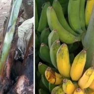 bibit pisang raja/bibit pisang raja bulu