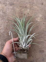 空氣草 空氣鳳梨 Tillandsia Silver Trinket（TRO)（小精靈x香檳）（熱帶）