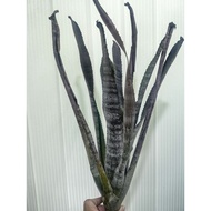 bromeliad aechmea Eldorado