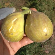 Terlaris Bibit buah tin jenis LDA (long de aout) TERBAIK