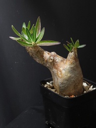 Pachypodium inopinatum 伊洛棒槌