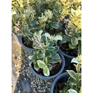 PBN - Ixora frozen star - daun batik variegated leaves outdoor plant Pokok bunga nursery garden live