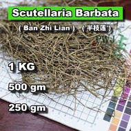 Scutellaria Barbata (Ban Zhi Lian) 半支莲 (1KG, 500gm, 250gm)