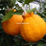 Bibit buah jeruk dekopon super jumbo unggulan