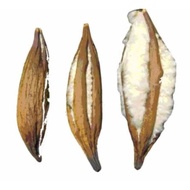 Kekabu asli 100% kekabu pokok. kekabu kuning 1kg