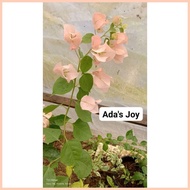 ✿ ◎ ◶ SALE!! RARE BOUGAINVILLEA CUTTINGS