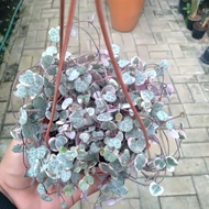 New Tanaman Hias String Of Heart Variegata Rimbun Pot Gantung Termurah