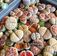 Lithops Mix Colors Live Plant 3 pcs (1.3cm to 2.3cm) - 混色混品种生石花