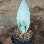 Tanaman hias sansivera moon shine - Sansevieria pembersih udara - Tanaman lidah mertua