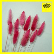 dried candy colour lagurus rabbit tail bunga kering warna import asli - red