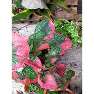 Caladium Red Barret Round Leaf