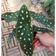 Exotic Plant - Begonia Maculata ( Big white dot )