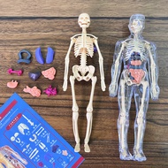 Organ Anatomy human torso model Human Body Anatomy Education Organs Model for Students Science Learn