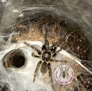 Ceratogyrus Darlingi 1 Cm Tarantula Berkualitas