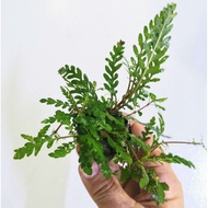 Hygrophila Pinnadifida 圣甲虫 - Aquarium plant aquascaping aquascape plant fish tank [medium][epiphytes]