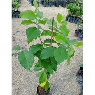 Pokok Peanut Butter / Peanut Butter