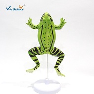 Vic VIC045 Frog Anatomy Model Animal Model Biological Anatomy Teaching Model