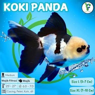 Ikan Mas Koki Panda GRADE A Size XL 8-10 Cm Asli Blitar / Goldfish Panda / Koki Panda 3 Color / Koki