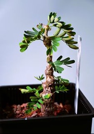 沙漠蘇木苗　Senna meridionalis  / 塊根植物 Caudex / 龜甲龍、索馬里葡萄甕、念珠橄欖都有賣