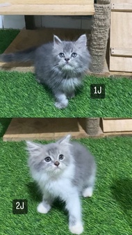 kucing kitten persia