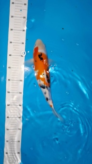 Ikan Koi Sanke Import Termurah 35cm