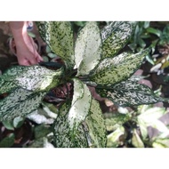 Snowhite Aglaonema Plants