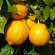 Anak Pokok Lemon Siam Hybrid