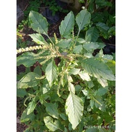 Amaranthus spinosus / Thorny amaranth seeds (with husks)（30 pcs)刺苋菜种子( 有壳）biji benih Bayam Duri ( Dalam sekam)