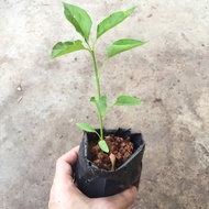 🌶 Anak Pokok Cili Jambak 7cm-10cm 🌶 Chili Plant cekur pandan tomato bayam brazil  serai limau ghost 