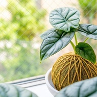 苔球植物 銀龍觀音蓮咖啡綠苔球加磨砂高腳缽 苔球 苔玉 禮物