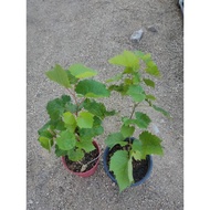 Anak pokok anggur jupiter @ variety jupiter (buah hitam seedless)