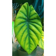 Alocasia Green Shield