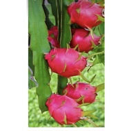 pokok naga merah buah lebat benih dri mexsiko