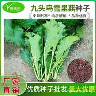 sgSg Snowy Vegetable Seeds Vegetable Seeds Four Seasons Snow Vegetables Snowy Red Vegetables Mustard