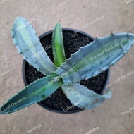 (PROMO)) Agave Americana Hybrid