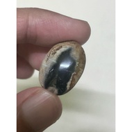 Fossil Gemunggal Oval Jantan Polished Premium Asli Rare Saiz 20 Sen Lama Sesuai Cincin Loket Batu Pu